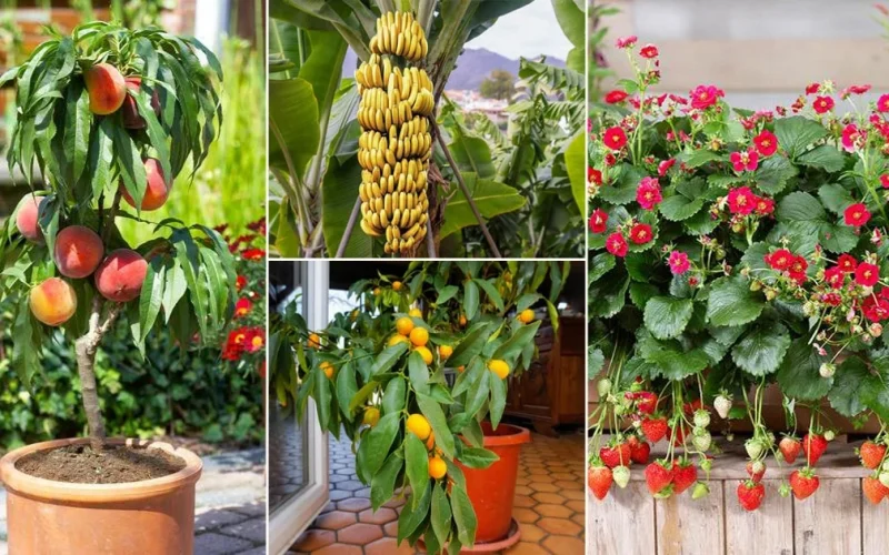 Fruit plants nursery in Kadiyam