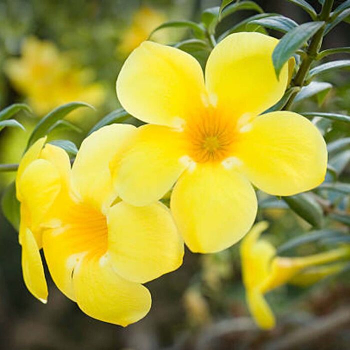 Allamanda Yellow Creeper