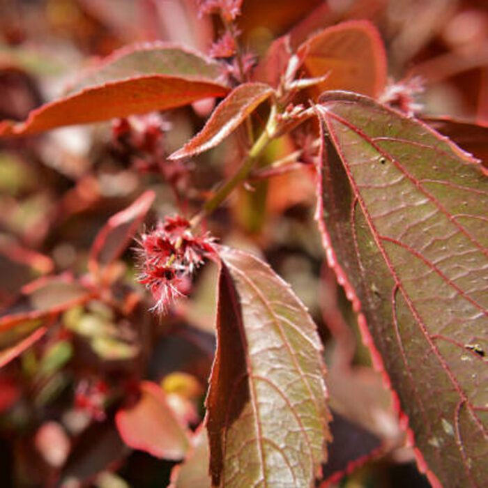 Acalypha New Red