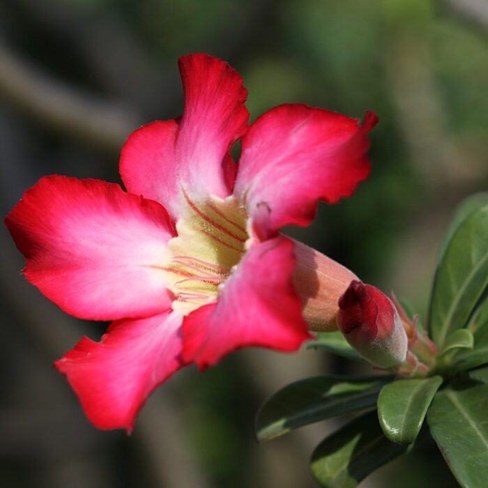 Adenium Obesum