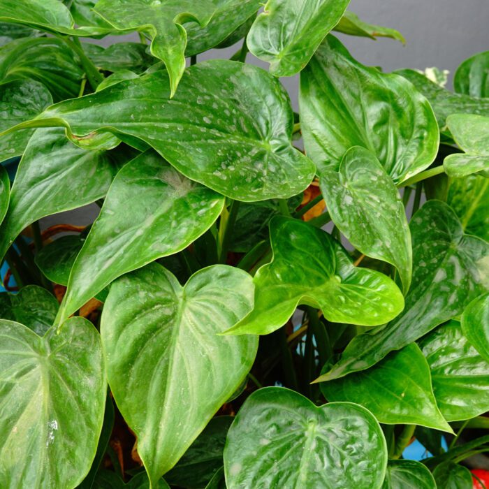 Alocasia Cucullata