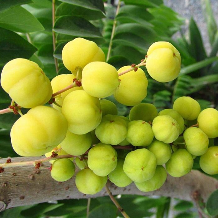 Indian Gooseberry (Amla)