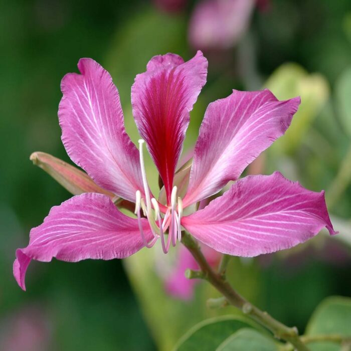 Bauhinia Variegata (Orchid Tree) - Kadiyam Nursery Leading Supplier of ...