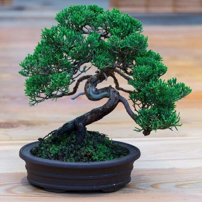 Bonsai Plant