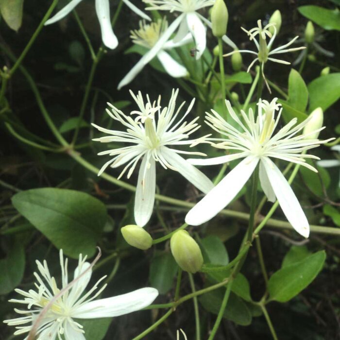 Clematis Gouriana