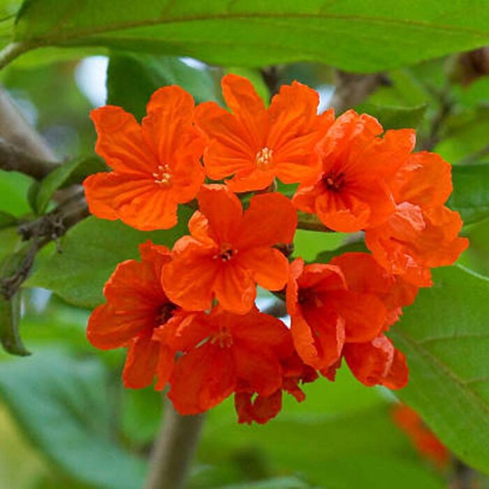 Cordia Sebestena