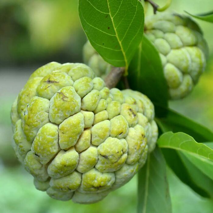 Custard Apple