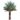 Date Palm