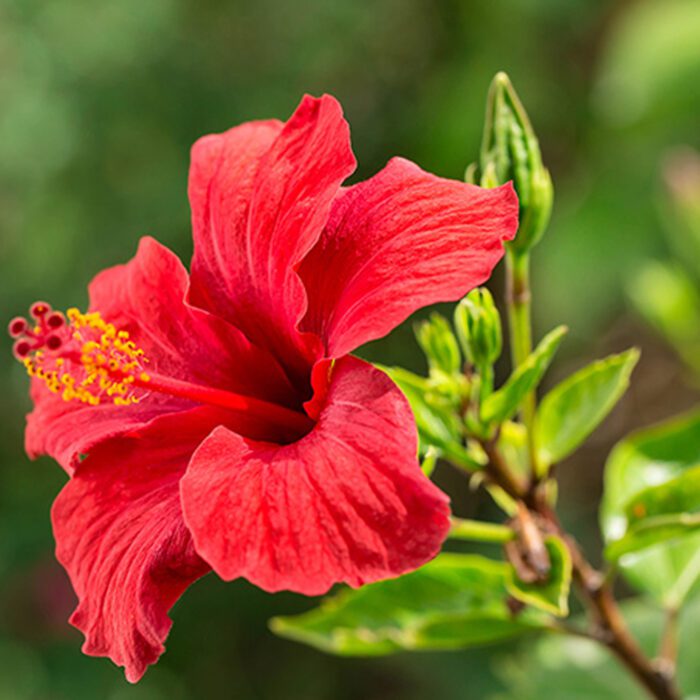 Hibiscus