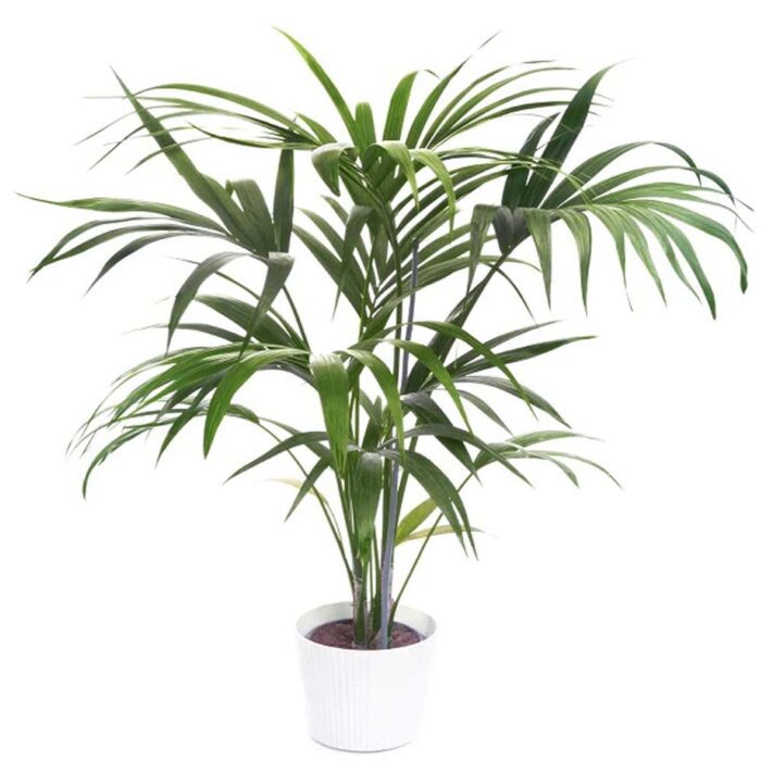 Kentia Palm