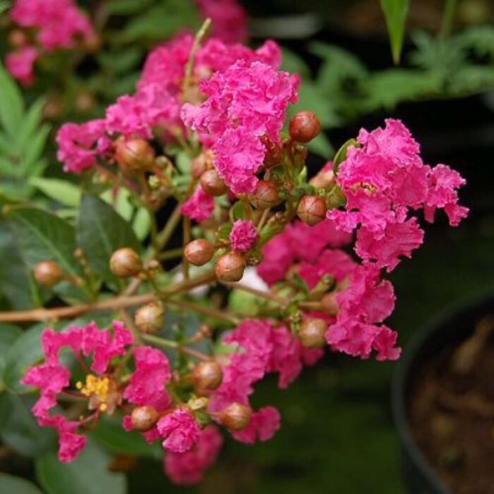 Lagerstroemia Indica