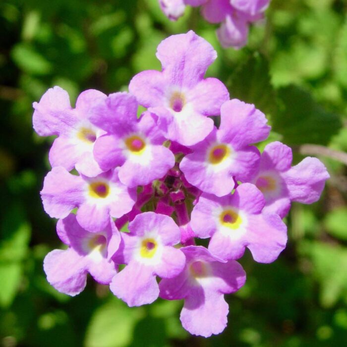 Lantana Sellowiana