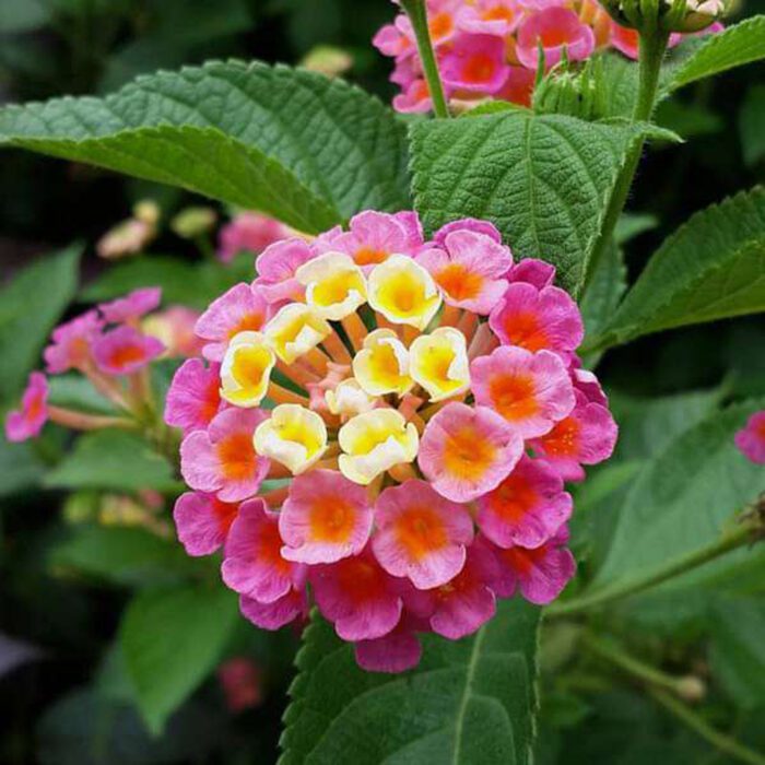 Lantanas