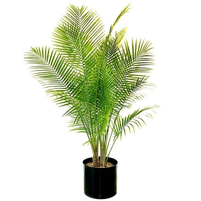 Phoenix Palm