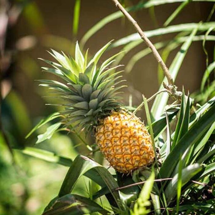 Pine Apple