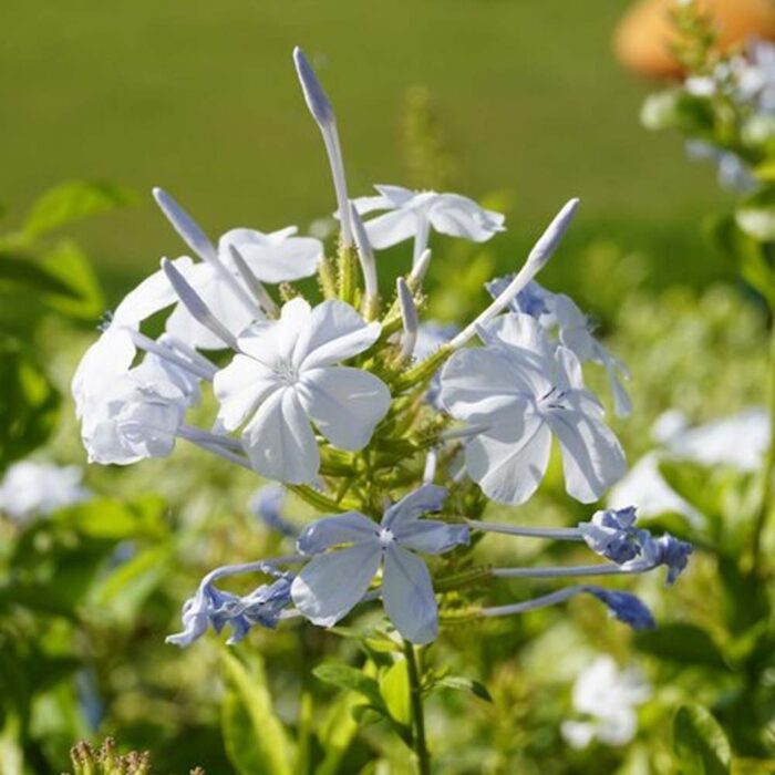 Plumbago