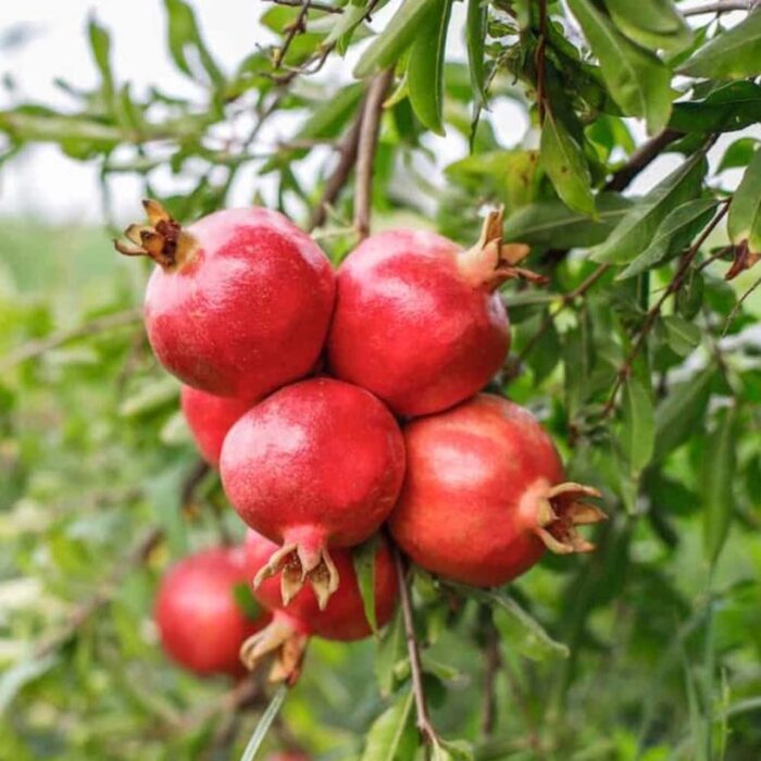 Pomegranate