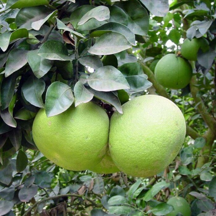 Pomelo