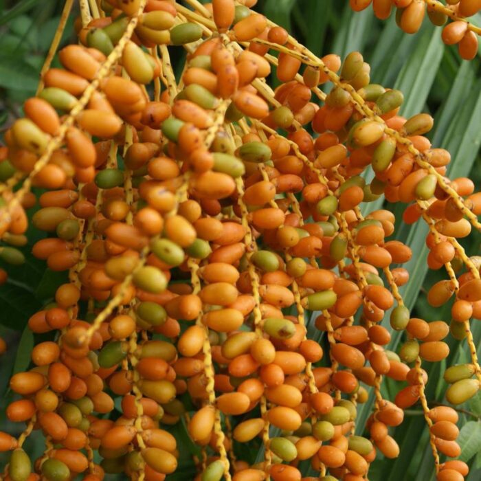 Silver Date Palm