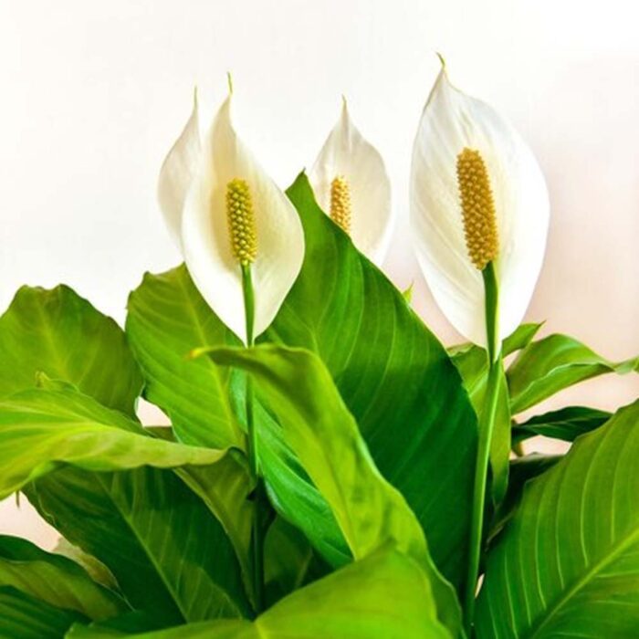 Spathiphyllum