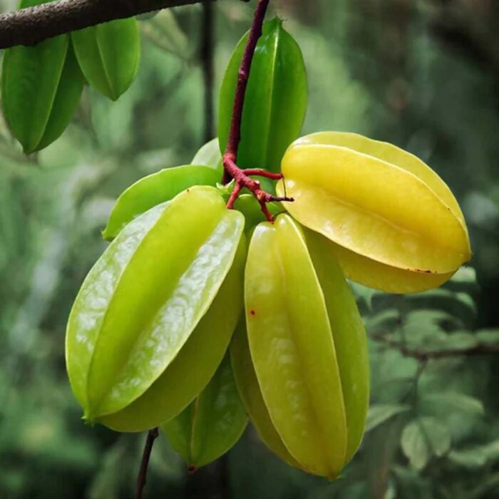 Star Fruit