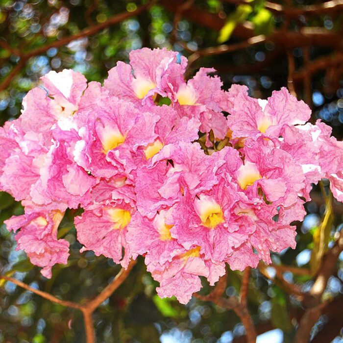 Tabebuia Rosea