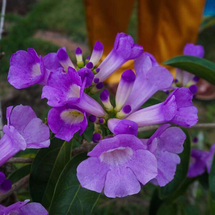 Tecoma Purple