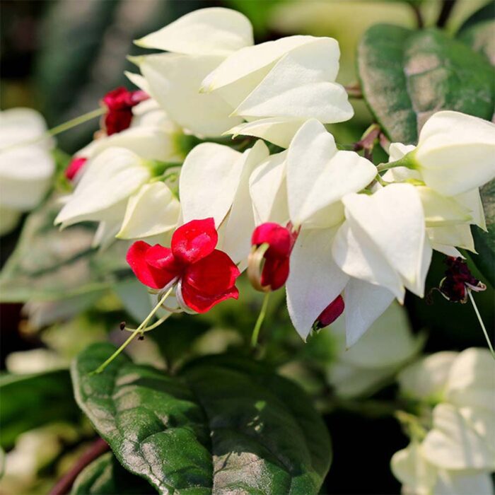 Thomsoniae Bleeding Heart