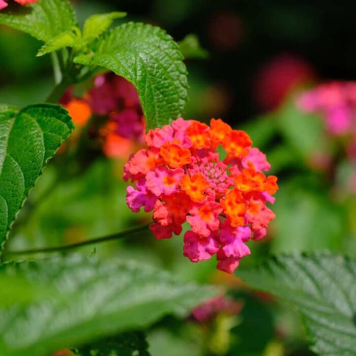 Verbena