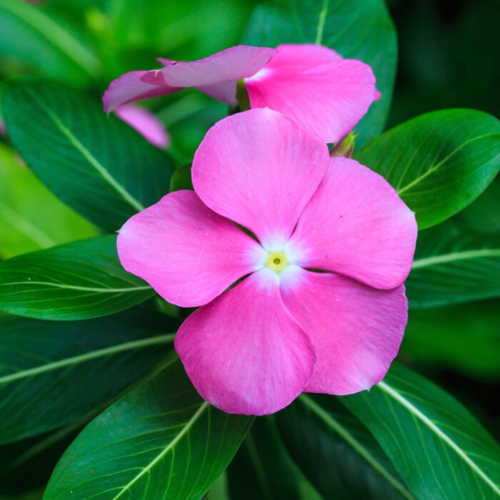 Vinca Rose