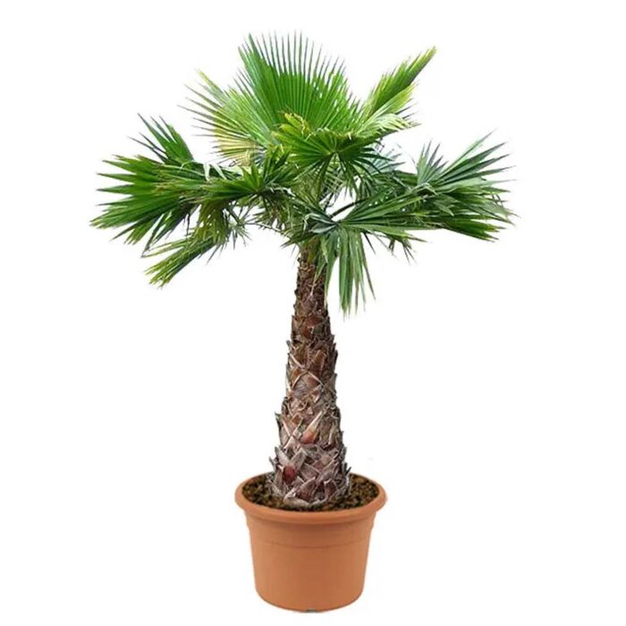 Washingtonia