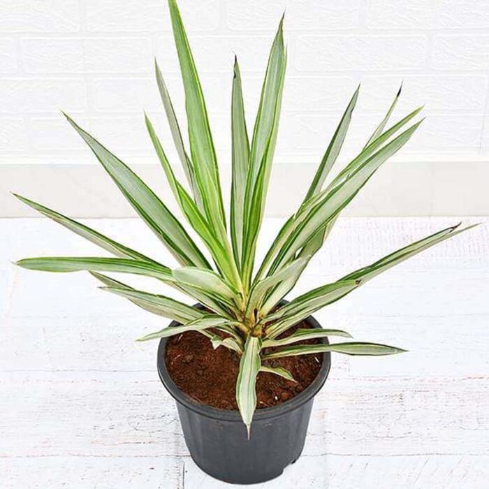 Yucca